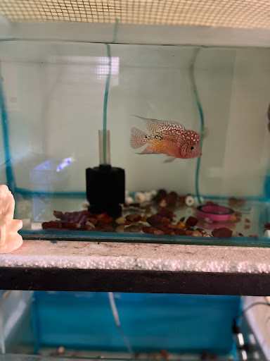 Joy Aquatics - Visual