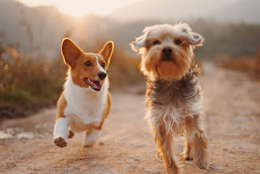 Pupcycle - Visual