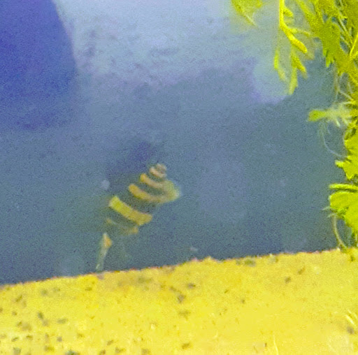 Newton Pet & Aquatics Ltd (At Fermoys) - Thumbnail