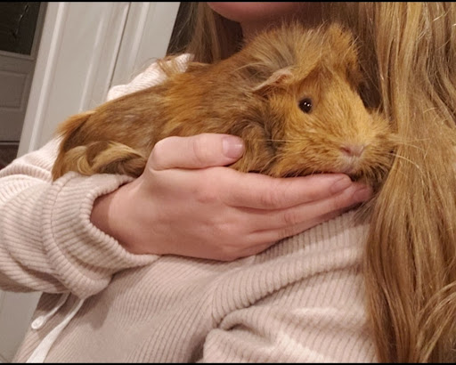 Tennessee Cavies Guinea Pig Rescue & Exotic Animal Sanctuary (Kentucky Cavies) - Thumbnail