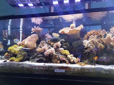 AquaCorals Reef Aquariums