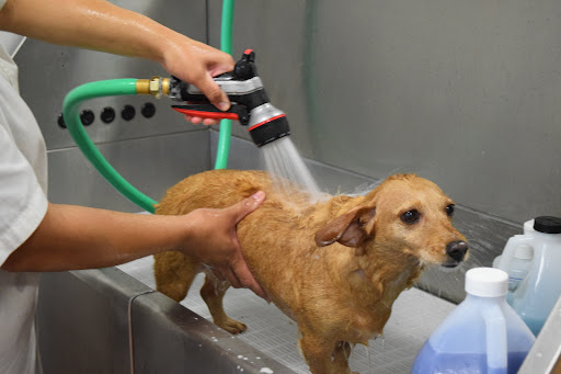 Safari Veterinary Care Centers - Thumbnail