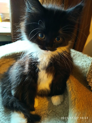 Tierschutz Pfotenfreunde NRW e.V. Tiertafel Wuppertal