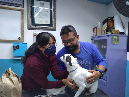 filly vet consultorio veterinario - Thumbnail