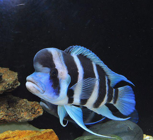 Aquariums Ponds And Services - Thumbnail