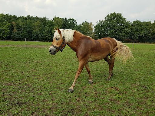 Hondenkennel Van de Koeberg - Thumbnail
