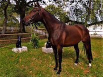 Pôle équestre Orthez à Orthez