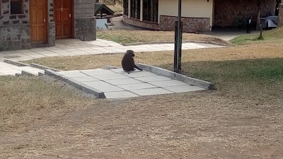Photos of Encounter Mara Camp | Asilia Africa