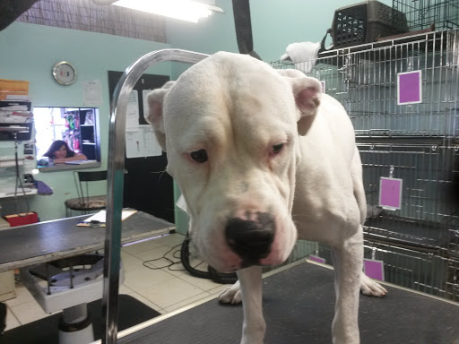 Jolly Mutt Pet Grooming Salon Gallery - United States
