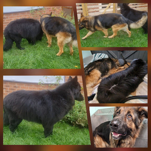 Naturally Fluffy Dog Spa