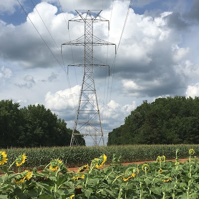 Draper WMA Sunflower Fields