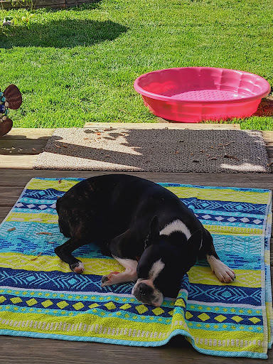 Furbabies Salon LLC - Thumbnail