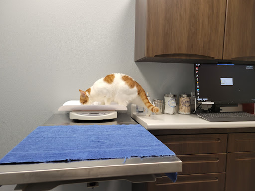 First City Veterinary Hospital - Thumbnail