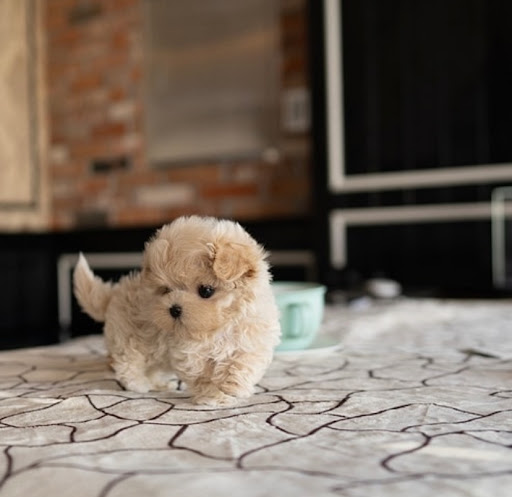 Tiny Puppies store - Visual