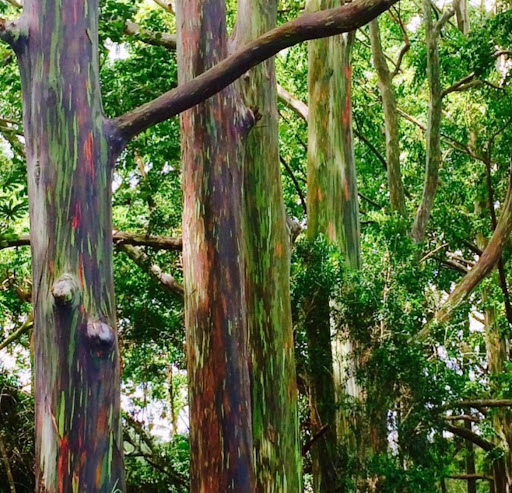 Rainbow Eucalyptus - Visual