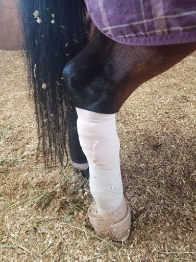 Chino Valley Equine Hospital - Thumbnail