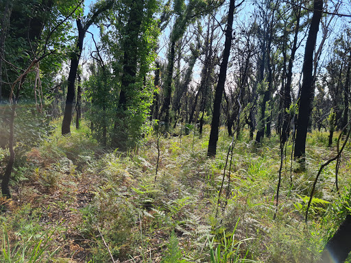 Illawong Nature Reserve - Thumbnail