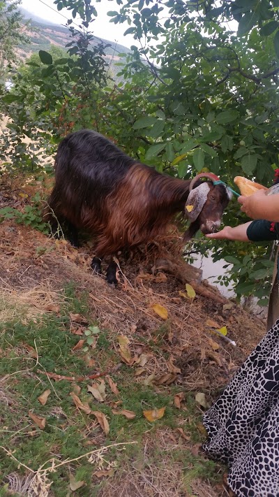 Photos of Erzincan Refahiye AşAğı S&uuml;Tl&uuml; K&ouml;Y&uuml;