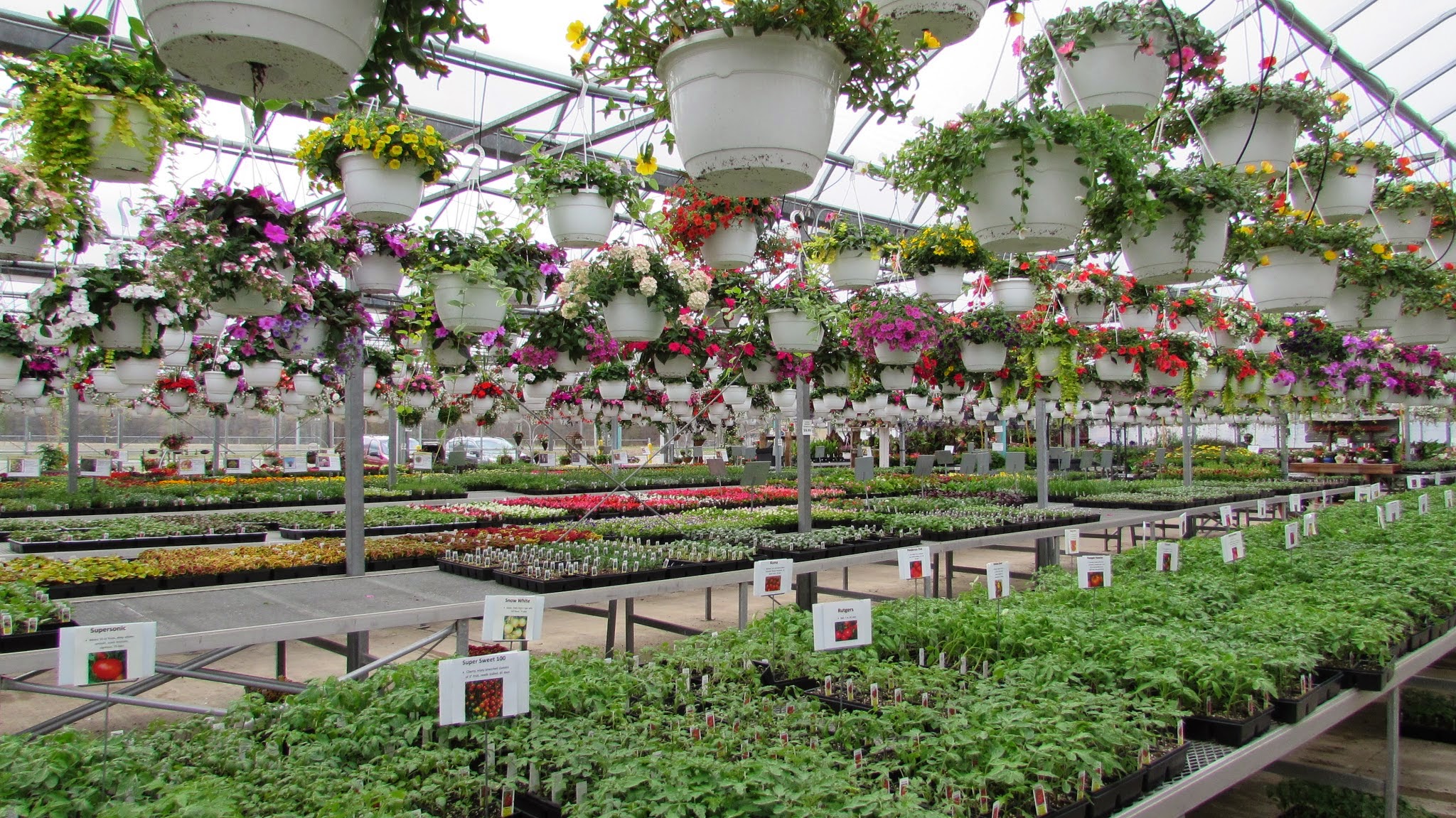 Parran's Greenhouse - Ida
