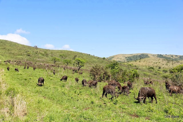 Hluhluwe–iMfolozi Park