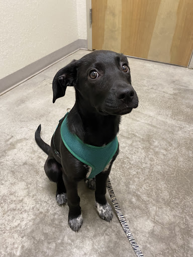 Montevallo Animal Clinic: Parker Sam DVM