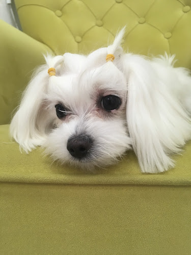 Velvet Pet