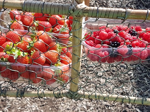 Strawberry pluck in garden, Author: Harm de Jong