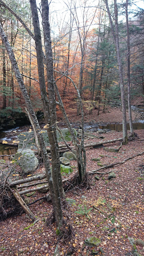 Old Loggers Path - Visual