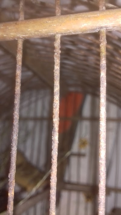 Photos of Veroliz