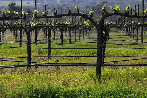 Kerr and Jones Know Sonoma