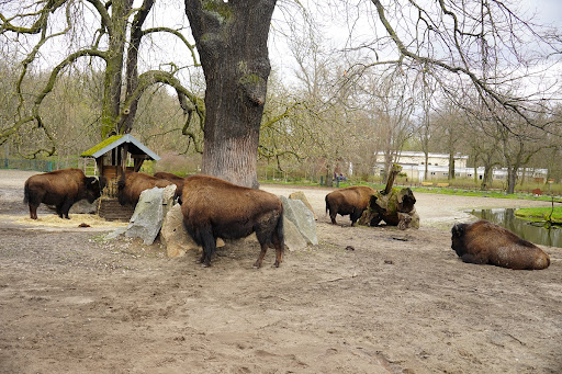 Bisoninsel - Visual