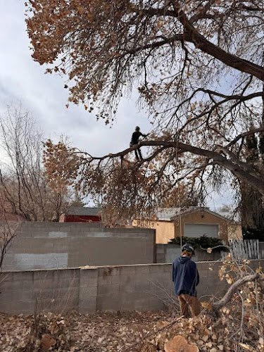 Reliable Tree care