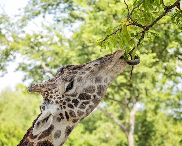 Nashville Zoo at Grassmere