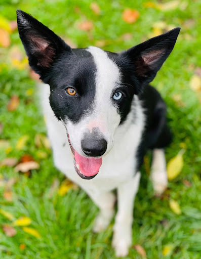 Allisons Kennels - Thumbnail
