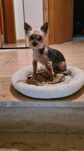 Hundesalon Marlies Dog Styling - Thumbnail