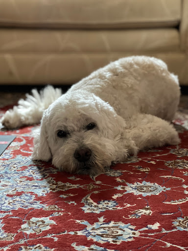2 Left Paws Grooming Spa Crowthorne - Thumbnail
