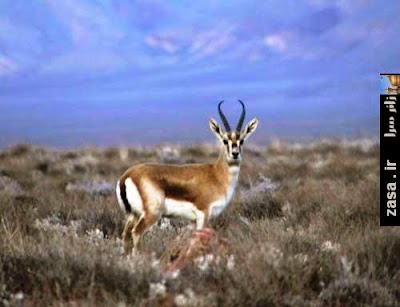 Photos of Sarigol Protected Area