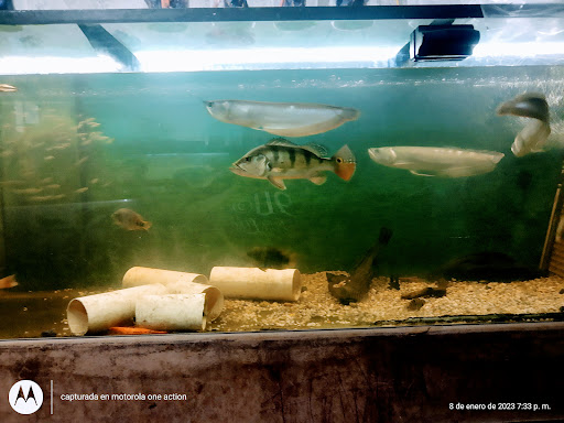 Amazon Predators ???????????? - Visual