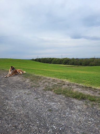 Halde Scholven (Auenland) - Thumbnail