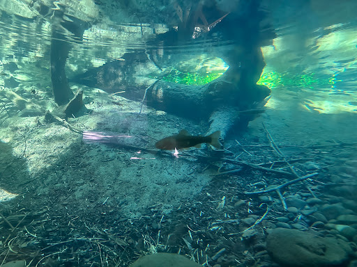 Underwater Fish Viewing Chamber - Thumbnail