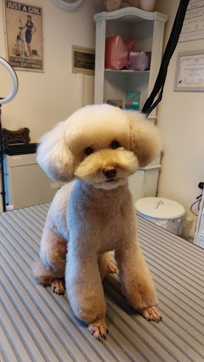 Miss Groomer - Pet Salon