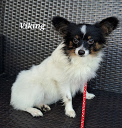 Photo n°7 de Élevage des Monts de Flandre Du Domaine de Mafleurio à Saint-Jans-Cappel (Éleveur de chiens)