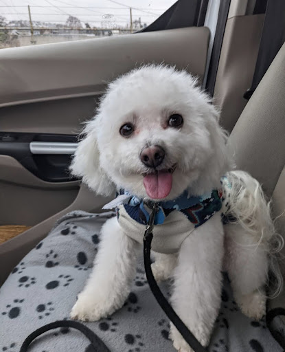 The Pink Poodle Grooming Salon LLC - Thumbnail