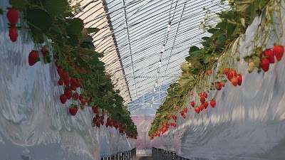 chiiiigo farm いちご農園