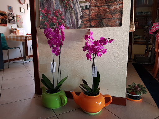 Dioni Fiori E Piante - Thumbnail