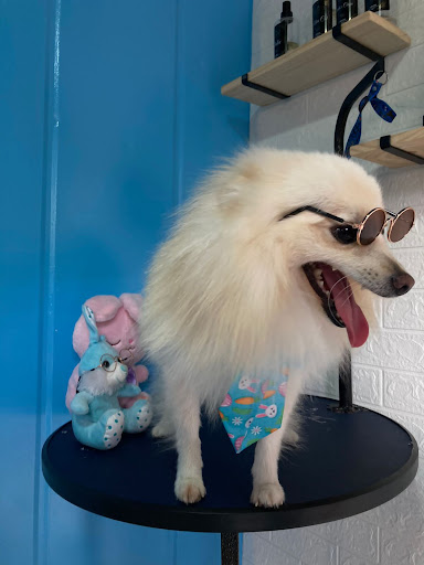 Good Vibes Pet Care LLC - Thumbnail