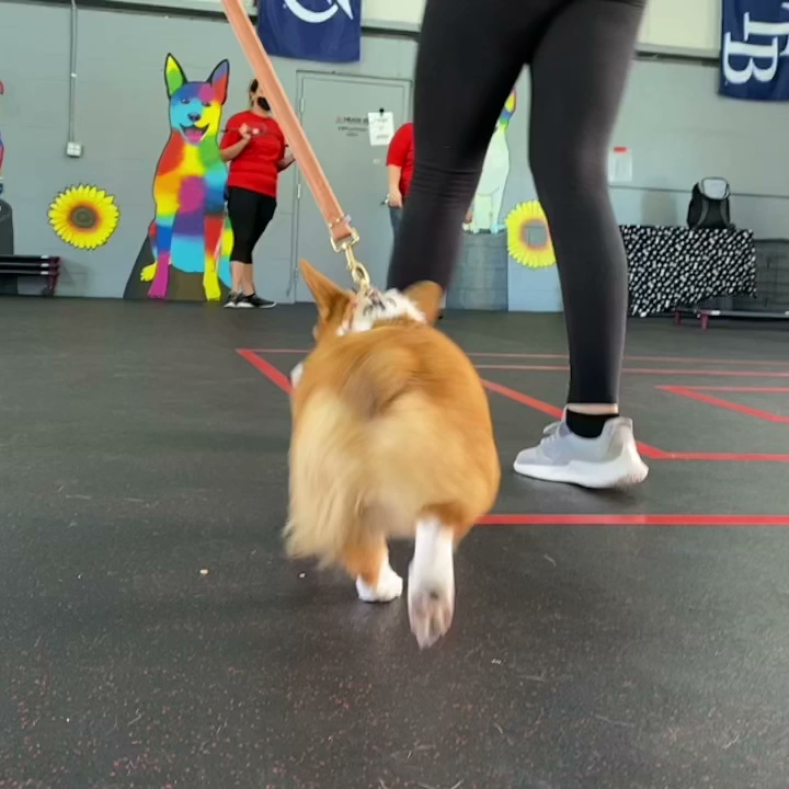 Sit Means Sit Dog Training Tampa photo 20