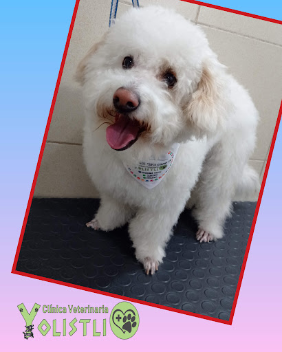 Clínica Veterinaria YOLISTLI