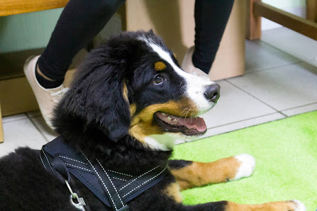 Bild: Tierarzt Essen GmbH - Dr. Annette Baltes - Tierärztin Hund