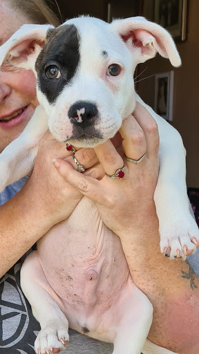 CHARLIE'S CHIPPING - Thumbnail